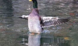 鸭在线观看,揭秘网络直播的鸭界传奇