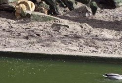 鸭在线观看,揭秘网络直播的鸭界传奇