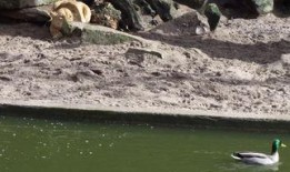 鸭在线观看,揭秘网络直播的鸭界传奇