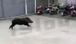 杭州高速野猪最新爆料事件,惊险瞬间，交通受阻紧急应对