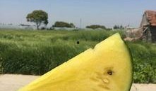 吃瓜网红 图片大全大图,趣味横生的视觉盛宴