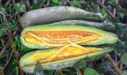 盐城网红吃瓜,揭秘幕后故事与热门话题