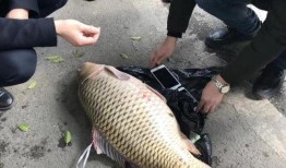 重庆爆料大鲤鱼视频播放,揭秘神秘鱼种背后的故事