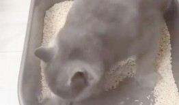 猫砂盆最新版本的新爆料