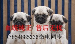 巴哥最新爆料,娱乐圈最新爆料大起底