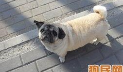 巴哥最新爆料,娱乐圈最新爆料大起底