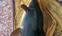 重庆爆料大鲤鱼视频播放,揭秘神秘鱼种背后的故事