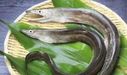 鳗鱼完整版在线观看,揭秘深海神秘生物的完整版在线观看之旅