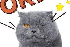 娱乐吃瓜猫原声,揭秘娱乐圈幕后故事