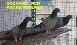 鸽子爆料打架怎么办啊视频,视频揭秘冲突真相