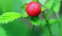 野草莓 在线观看,探寻自然之美，感受生命之韵