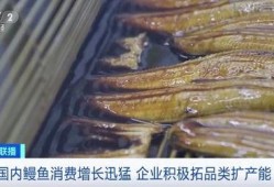 鳗鱼完整版在线观看,揭秘深海神秘生物的完整版在线观看之旅