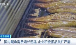 鳗鱼完整版在线观看,揭秘深海神秘生物的完整版在线观看之旅