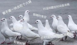 鸽子爆料打架怎么办啊视频,视频揭秘冲突真相