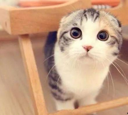 娱乐吃瓜君和折耳猫