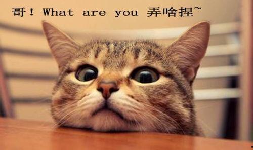 娱乐吃瓜君和折耳猫